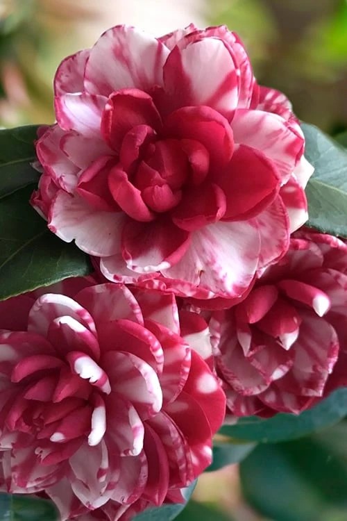 Kiku-Toji Camellia Japonica - 3 Gallon Pot 1 Kiku-Toji Camellia Japonica - 3 Gallon Pot