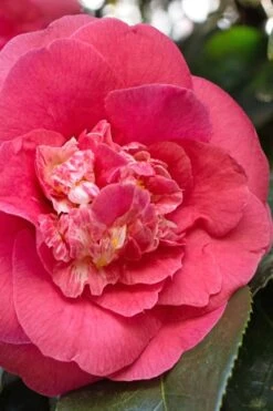 R. L. Wheeler Camellia Japonica - 7 Gallon Pot (3-4') -Outlet The Ever Garden Store Camellia RL Wheeler 7