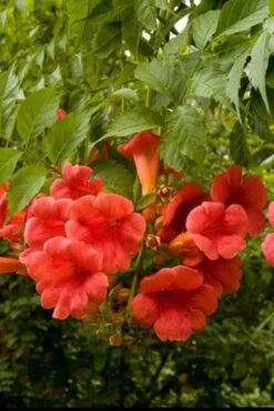 Balboa Sunset Trumpet Vine (Campsis Radicans) - 5 Gallon Pot -Outlet The Ever Garden Store Campsis Balboa Sunset 2