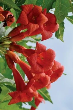 Balboa Sunset Trumpet Vine (Campsis Radicans) - 5 Gallon Pot -Outlet The Ever Garden Store Campsis Balboa Sunset 3