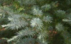 Patti Faye Deodar Cedar - 7 Gallon Pot -Outlet The Ever Garden Store Ceadr Deodar Patti Faye 6