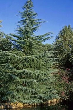 Deodar Cedar Tree - 1 Gallon Pot 12 Deodar Cedar Tree - 1 Gallon Pot -Outlet The Ever Garden Store Cedar Deodar 23 1