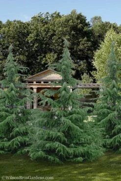 Deodar Cedar Tree - 1 Gallon Pot 11 Deodar Cedar Tree - 1 Gallon Pot -Outlet The Ever Garden Store Cedar Deodar 24 1