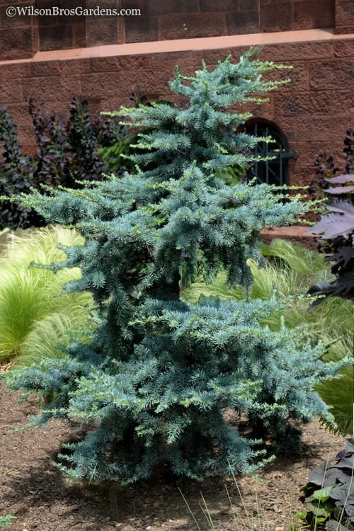 Horstmann Dwarf Blue Atlas Cedar - 3 Gallon Pot 1 Horstmann Dwarf Blue Atlas Cedar - 3 Gallon Pot