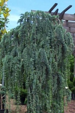Weeping Blue Atlas Cedar - 5 Gallon Pot -Outlet The Ever Garden Store Cedar Weeping Blue Atlas 1 1