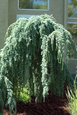 Weeping Blue Atlas Cedar -2 Gallon Pot -Outlet The Ever Garden Store Cedar Weeping Blue Atlas 4