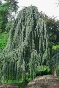 Weeping Blue Atlas Cedar -2 Gallon Pot