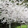 Yoshino Flowering Cherry Tree - 3 Gallon Pot