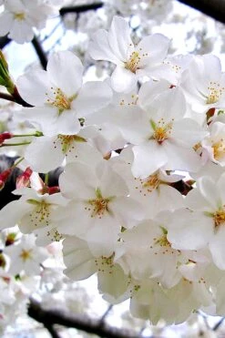 Yoshino Flowering Cherry Tree - 5 Gallon Pot -Outlet The Ever Garden Store Cherry Yoshino 3 1