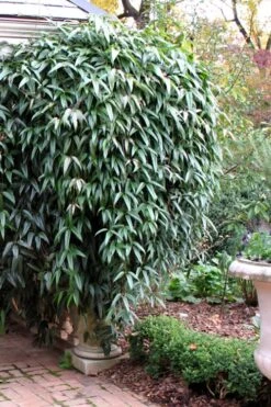 Snowdrift Evergreen Clematis Armandii - 1 Gallon Pot -Outlet The Ever Garden Store Clematis Armandii Snowdrift 52