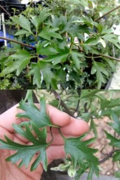 Avalanche Evergreen Clematis - 2 Gallon Pot -Outlet The Ever Garden Store Clematis Avalanche 15