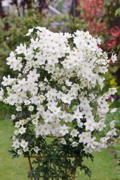 Avalanche Evergreen Clematis - 2 Gallon Pot -Outlet The Ever Garden Store Clematis Avalanche 5