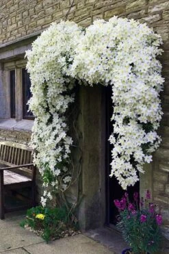 Avalanche Evergreen Clematis - 2 Gallon Pot -Outlet The Ever Garden Store Clematis Avalanche 7