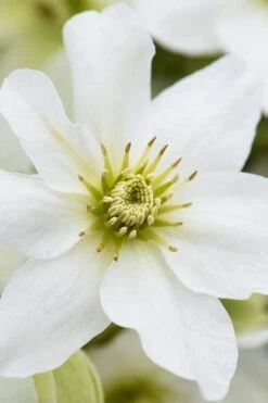 Avalanche Evergreen Clematis - 2 Gallon Pot -Outlet The Ever Garden Store Clematis Avalanche 8