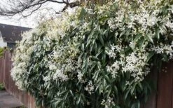 Snowdrift Evergreen Clematis Armandii - 2 Gallon Pot -Outlet The Ever Garden Store Clematis Snowdrift 22 1