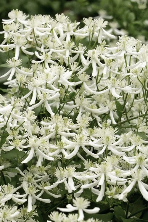 Sweet Autumn Clematis Terniflora - 3 Gallon Pot 1 Sweet Autumn Clematis Terniflora - 3 Gallon Pot