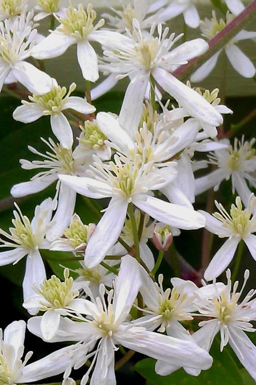 Sweet Autumn Clematis Terniflora - 3 Gallon Pot 8 Sweet Autumn Clematis Terniflora - 3 Gallon Pot - Image 8