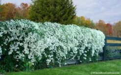 Sweet Autumn Clematis Terniflora - 3 Gallon Pot 14 Sweet Autumn Clematis Terniflora - 3 Gallon Pot -Outlet The Ever Garden Store Clematis Sweet Autumn 6 1