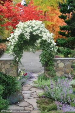 Sweet Autumn Clematis Terniflora - 3 Gallon Pot 12 Sweet Autumn Clematis Terniflora - 3 Gallon Pot -Outlet The Ever Garden Store Clematis Sweet Autumn 8 1