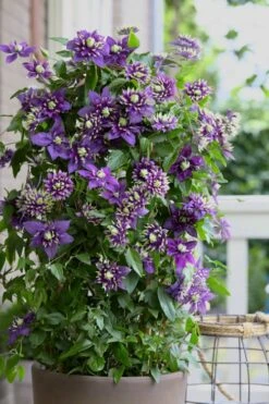 Taiga Clematis - 3 Gallon Pot -Outlet The Ever Garden Store Clematis Taiga 10
