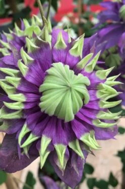 Taiga Clematis - 2 Gallon Pot -Outlet The Ever Garden Store Clematis Taiga 2 2