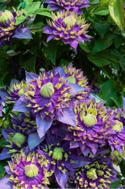 Taiga Clematis - 2 Gallon Pot -Outlet The Ever Garden Store Clematis Taiga 4 2