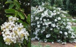 Acoma Weeping White Crape Myrtle - 6 Pack Of 1 Gallon Pots -Outlet The Ever Garden Store Crape Myrtle Acoma 3