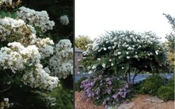 Acoma Weeping White Crape Myrtle - 7 Gallon Pot (3-4') -Outlet The Ever Garden Store Crape Myrtle Acoma 4 2