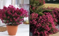 Berry Dazzle Dwarf Crape Myrtle - 3 Gallon Pot -Outlet The Ever Garden Store Crape Myrtle Berry Dazzle 2