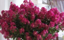 Berry Dazzle Dwarf Crape Myrtle - 2 Gallon Pot -Outlet The Ever Garden Store Crape Myrtle Berry Dazzle 3 1