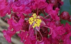 Berry Dazzle Dwarf Crape Myrtle - 3 Gallon Pot -Outlet The Ever Garden Store Crape Myrtle Berry Dazzle 4