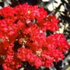 Black Diamond Red Hot Crape Myrtle (Multi-Trunk) - 7 Gallon Pot (4-5' HT)