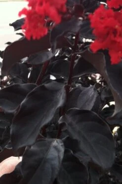 Black Diamond Red Hot Crape Myrtle - 3 Gallon Pot -Outlet The Ever Garden Store Crape Myrtle Black Diamond Red Hot 4 2