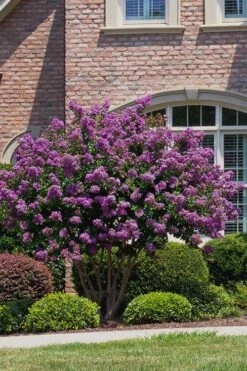 Catawba Purple Crape Myrtle - 3 Gallon Pot -Outlet The Ever Garden Store Crape Myrtle Catawba 5