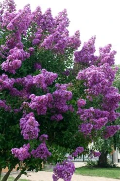 Catawba Purple Crape Myrtle - 3 Gallon Pot -Outlet The Ever Garden Store Crape Myrtle Catawba 500x750 1