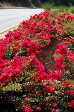 Cherry Dazzle Dwarf Crape Myrtle - 1 Gallon Pot -Outlet The Ever Garden Store Crape Myrtle Cherry Dazzle 31