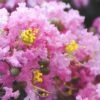 Dazzle Me Pink Dwarf Crape Myrtle - 2 Gallon Pot