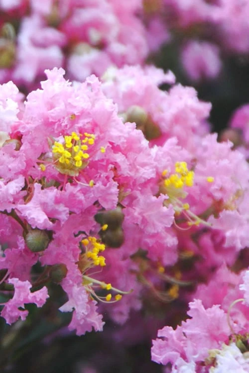 Dazzle Me Pink Dwarf Crape Myrtle - 2 Gallon Pot 1 Dazzle Me Pink Dwarf Crape Myrtle - 2 Gallon Pot