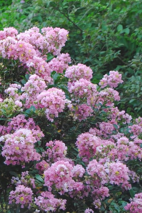 Dazzle Me Pink Dwarf Crape Myrtle - 2 Gallon Pot 4 Dazzle Me Pink Dwarf Crape Myrtle - 2 Gallon Pot - Image 4