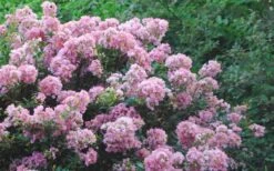 Dazzle Me Pink Dwarf Crape Myrtle - 2 Gallon Pot 10 Dazzle Me Pink Dwarf Crape Myrtle - 2 Gallon Pot -Outlet The Ever Garden Store Crape Myrtle Dazzle Me Pink 17