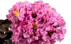 Delta Eclipse Crape Myrtle - 2 Gallon Pot -Outlet The Ever Garden Store Crape Myrtle Delta Eclipse