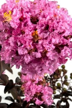 Delta Eclipse Crape Myrtle - 2 Gallon Pot -Outlet The Ever Garden Store Crape Myrtle Delta Eclipse BS