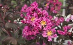 Delta Fusion Crape Myrtle - 2 Gallon Pot -Outlet The Ever Garden Store Crape Myrtle Delta Fusion 2
