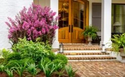 Delta Fusion Crape Myrtle - 2 Gallon Pot -Outlet The Ever Garden Store Crape Myrtle Delta Fusion 5