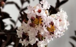 Delta Moonlight Crape Myrtle - 2 Gallon Pot -Outlet The Ever Garden Store Crape Myrtle Delta Moonlight