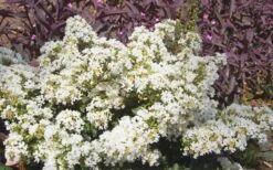 Diamond Dazzle Dwarf Crape Myrtle - 3 Gallon Pot -Outlet The Ever Garden Store Crape Myrtle Diamond Dazzle 2