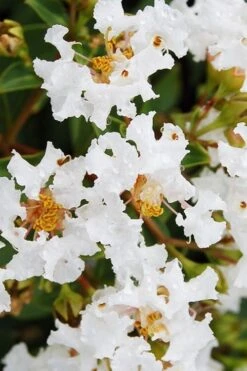 Diamond Dazzle Dwarf Crape Myrtle - 3 Gallon Pot -Outlet The Ever Garden Store Crape Myrtle Diamond Dazzle BS 2
