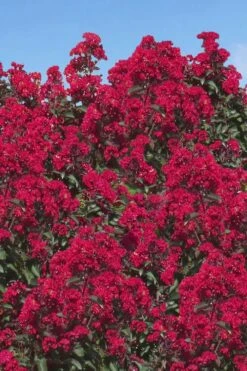 Double Dynamite Crape Myrtle Tree (Single Trunk Tree) - 7 Gallon Pot (5-6') -Outlet The Ever Garden Store Crape Myrtle Double Dynamite 26 1