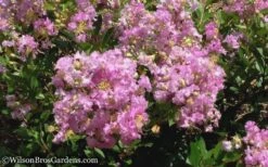 Early Bird Lavender Crape Myrtle - 3 Gallon Pot -Outlet The Ever Garden Store Crape Myrtle Early Bird Lavender 6