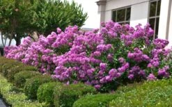 Early Bird Purple Crape Myrtle - 2 Gallon Pot -Outlet The Ever Garden Store Crape Myrtle Early Bird Purple 2